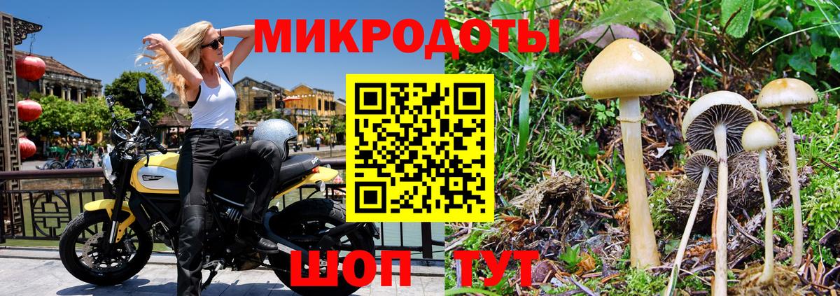 Псилоцибиновые грибы Psilocybine cubensis Каменка